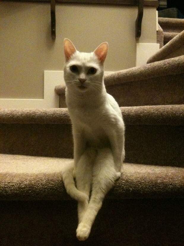 lolcats73 100 лучших фотографий кошек всех времен и народов