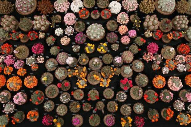 Выставка цветов «Chelsea Flower Show 2014»