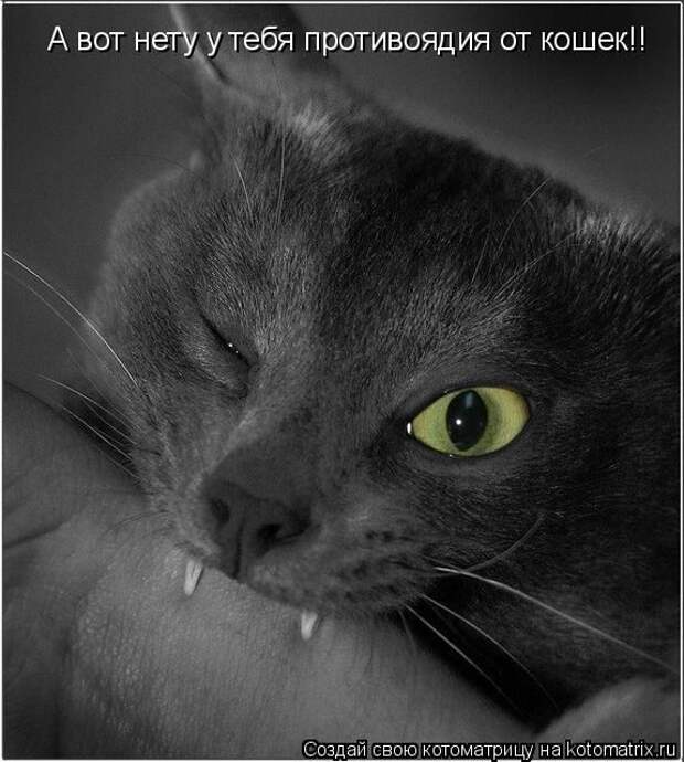 Лучшие котоматрицы недели