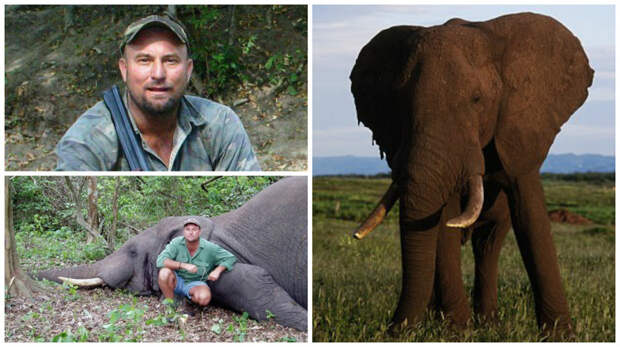 Во время сафари умирающая слониха раздавила охотника несчастный случай, охота, сафари, слоны