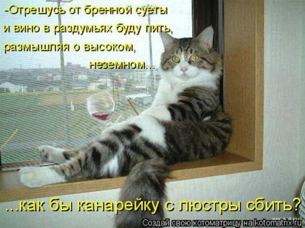 Котоматрицы (картинки с надписями)