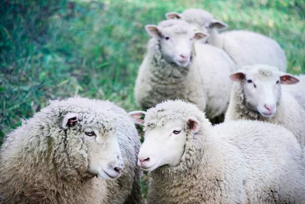 Российская выставка племенных овец и коз: заместитель Министра сельского хозяйства провел круглый стол по вопросам ветеринарии
