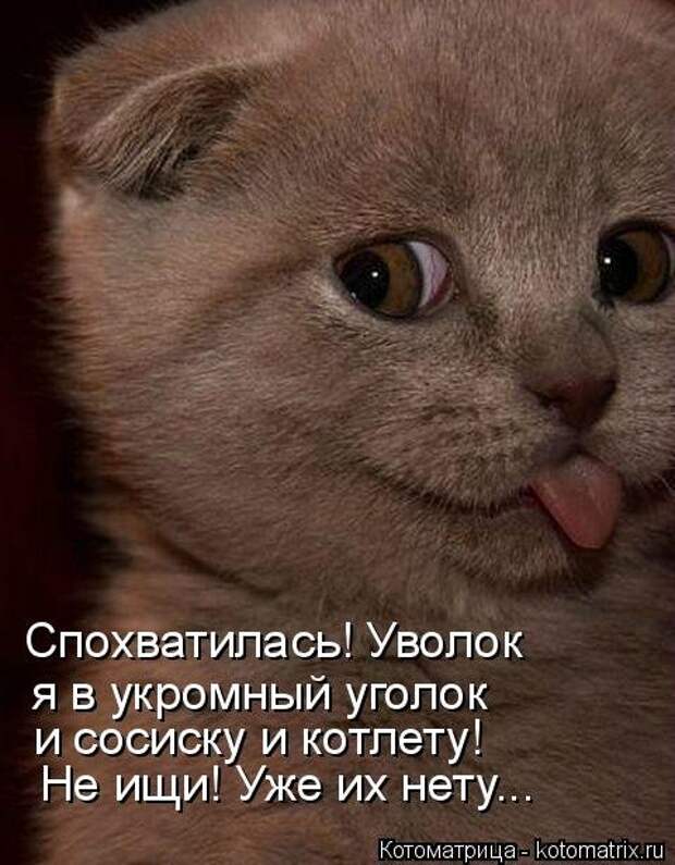 Новая котоматрица (37 шт)
