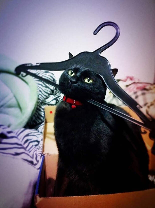 кошки которые пожалели о своем выборе