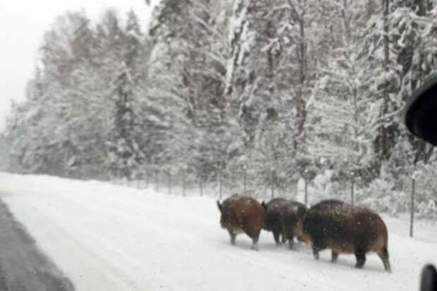 В Подмосковье на видео сняли, как упитанные кабаны бегали по дороге