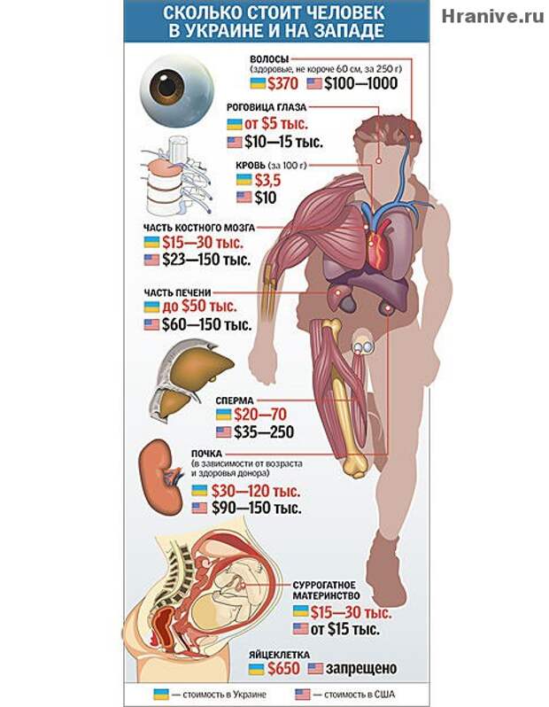 Стоимость органов картинки