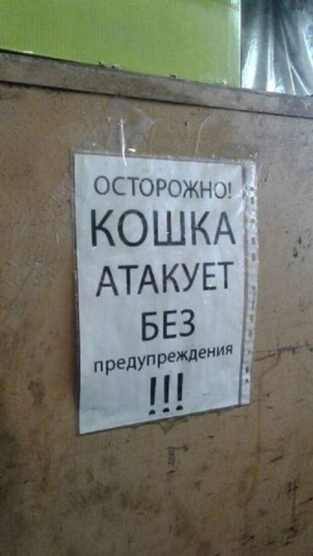 Кис-кис-кис Кис-кис-кис животные, коты, юмор