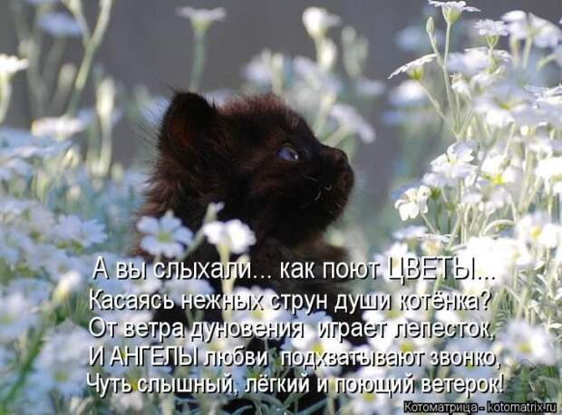 Очередная порция котоматриц Очередная порция котоматриц