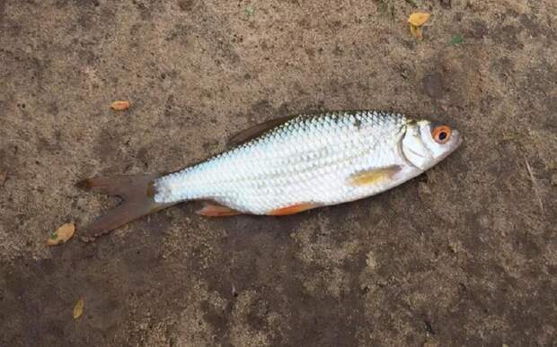 Рязанская область – лидер ЦФО по производству рыбных консервов