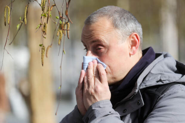 Москвичам назвали способы пережить цветение березы