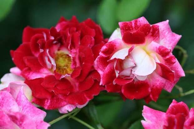 b_3027 (600x400, 30Kb)