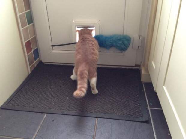 Котики