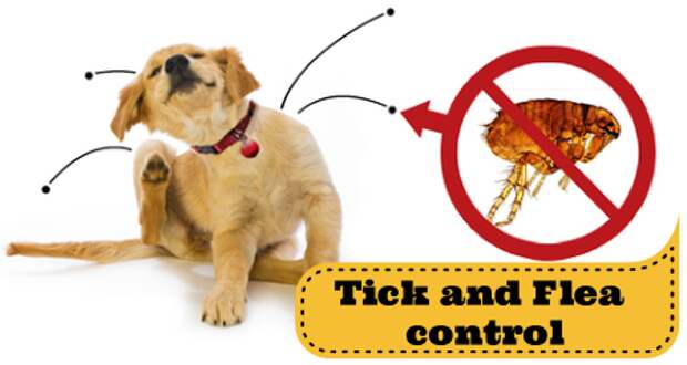 Fleas and Ticks