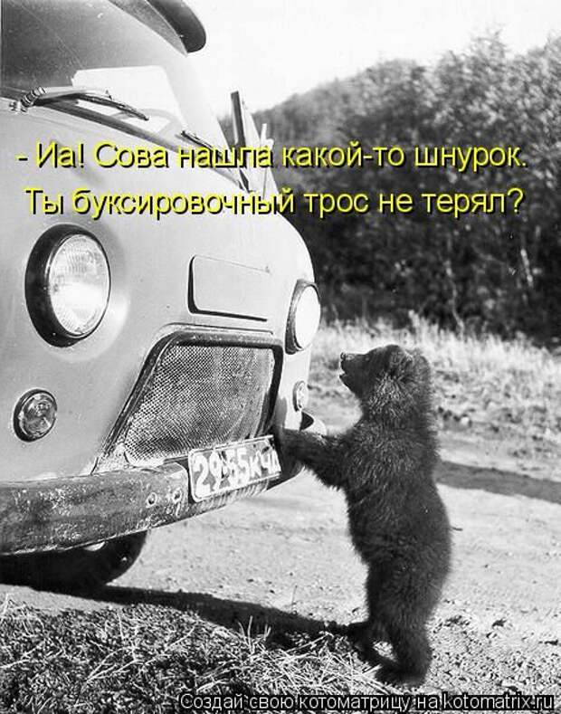 Котоматрицы(картинки с надписями)