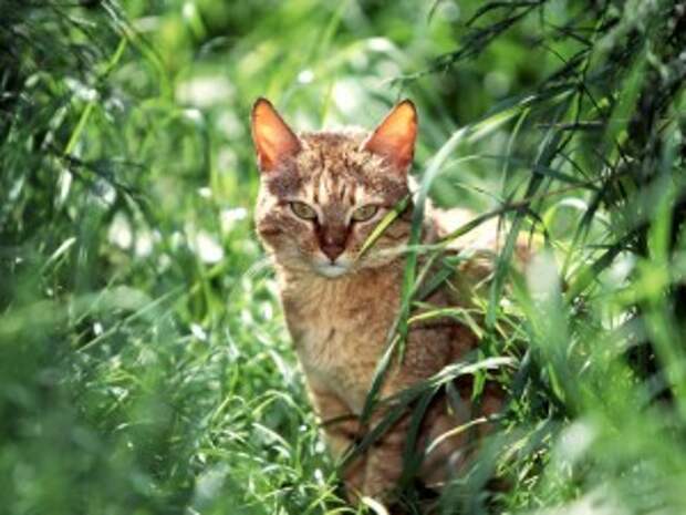 кошка