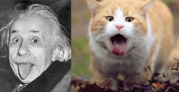 cat look like, коты похожие на знаменитостей, коты похожие на нечто другое