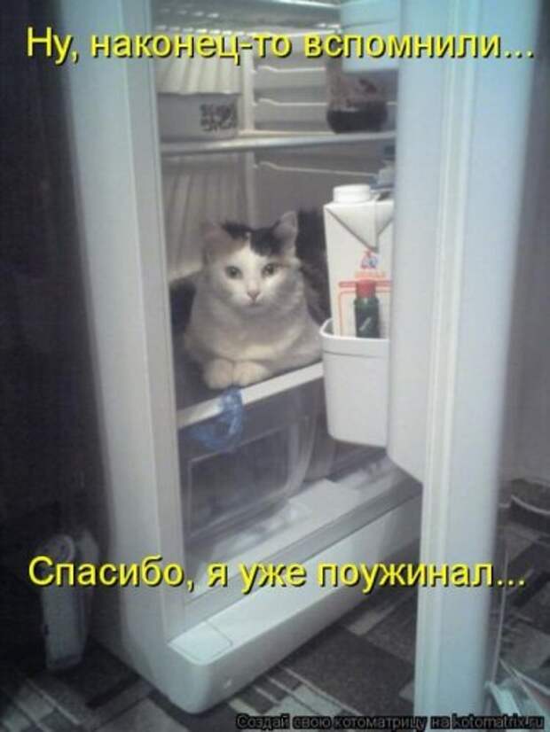 Прикольная котоматрица за неделю
