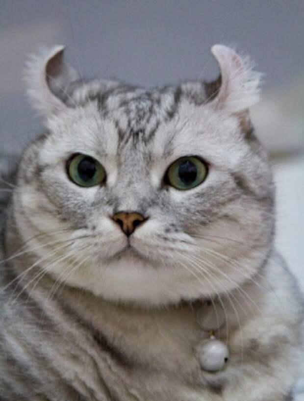 Белый кот без ушей. Кот без ушей. Кошки с маленикимиушами. Кошки без ушек. Кошка без уха.