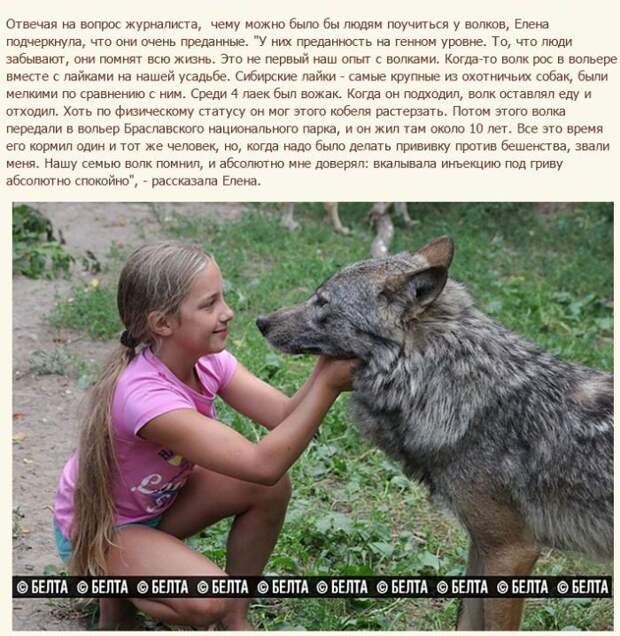 Семья белорусских фермеров вырастила стаю волков (12 фото) Семья белорусских фермеров вырастила стаю волков (12 фото)