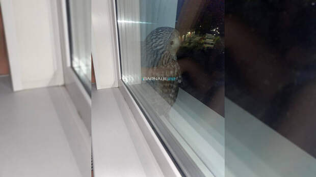 Сова на подоконнике / Фото: Barnaul 22