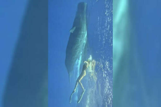 На Маврикии блогершу Погребняк пришлось спасать от кита