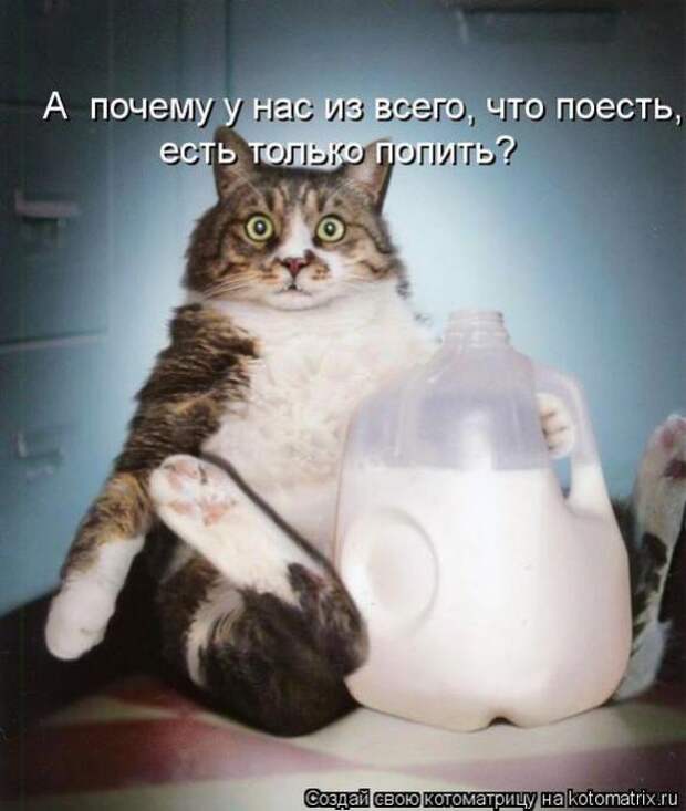Котоматрицы(картинки с надписями)