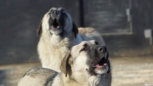 Жители Самары пожаловались на большую стаю бродячих собак