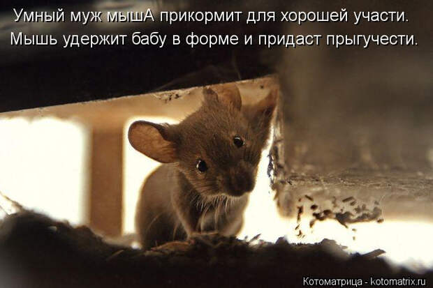 kotomatritsa_Xd (700x467, 179Kb)
