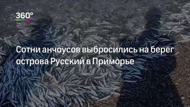 Сотни анчоусов выбросились на берег острова Русский в Приморье