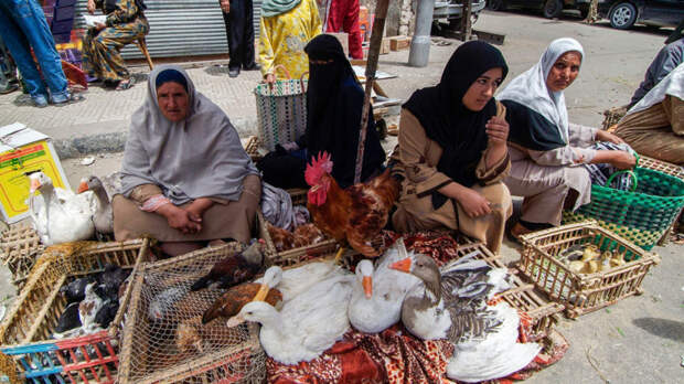 В Турции закроют все животноводческие рынки из-за вспышки ящура