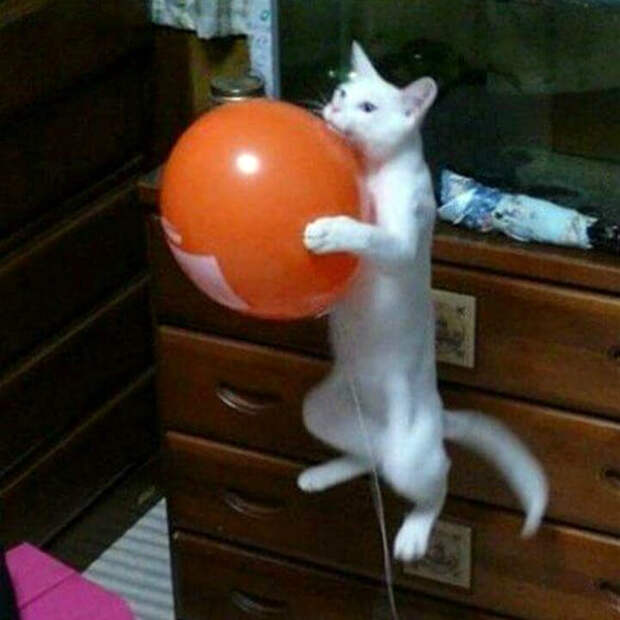 Кот на шаре.