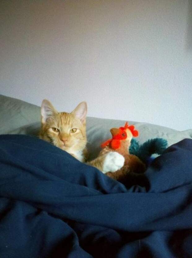 Котики