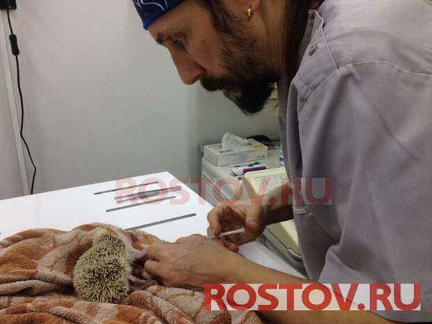 Ростовские ветеринары спасли умирающего африканского ёжика