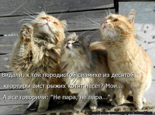 Свежая котоматрица для всех (44 фото)