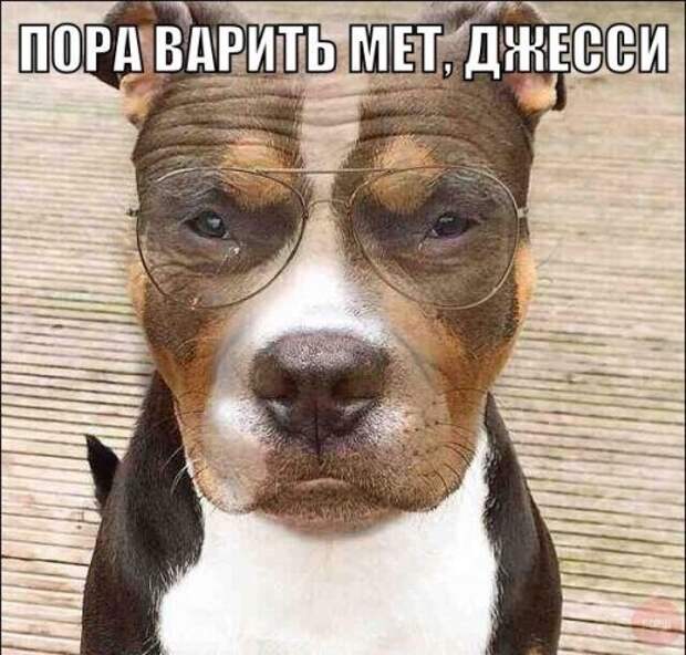 Прикольные фотомемы