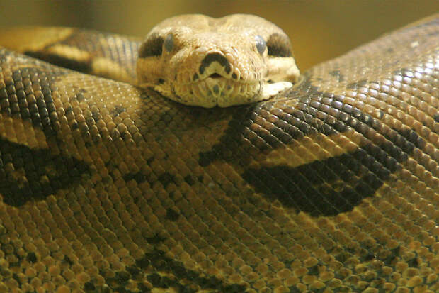 Пассажиры случайно оставили таксисту живого питона