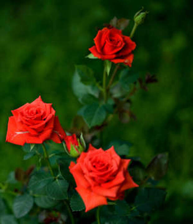 Цветы розы Кордана