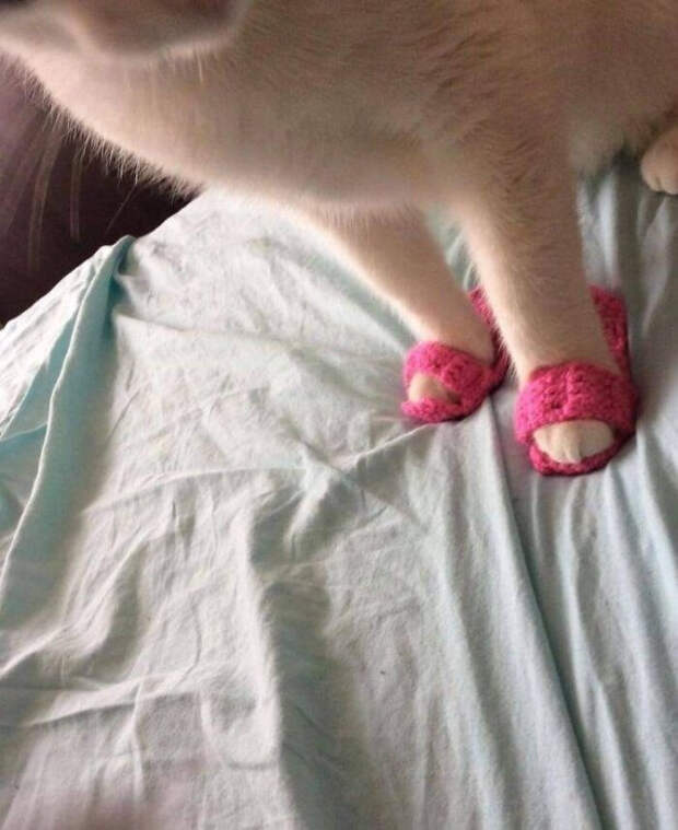 Милые и забавные животные, которые заряжают позитивом