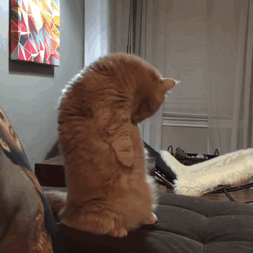 cat-standing-on-2-legs-george-31