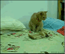 Классные гифки с котами (14 гифок)