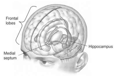 https://upload.wikimedia.org/wikipedia/commons/5/57/Hippolobes.gif