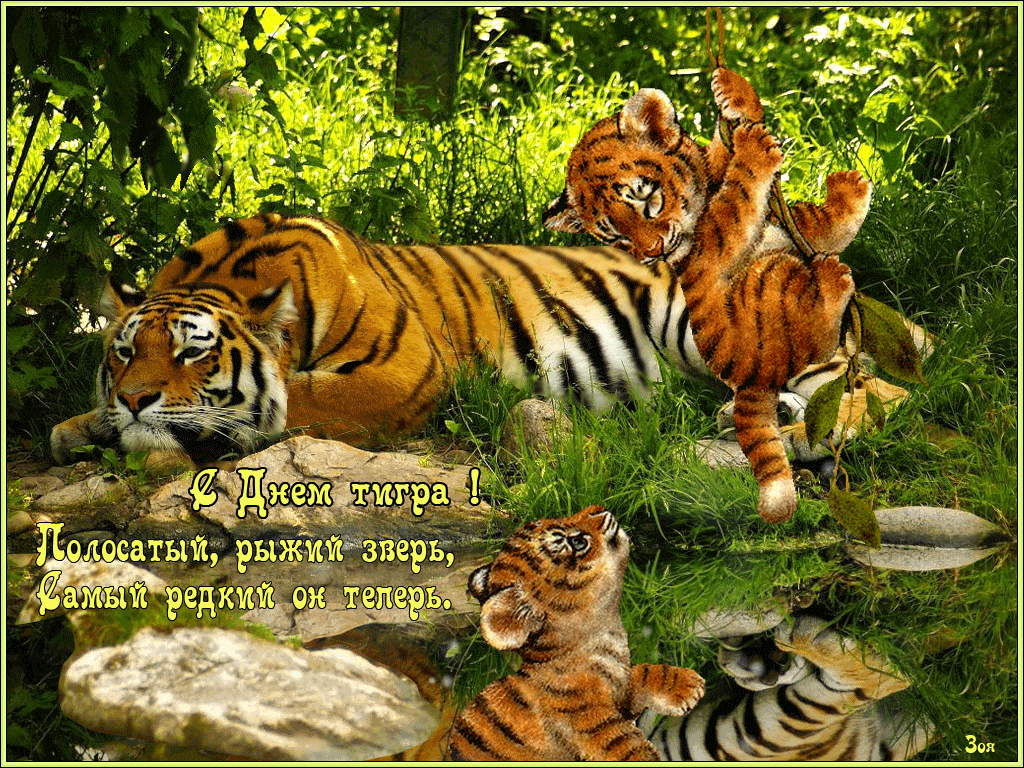 Пробуждение тигра. Тигренок открытка. День тигра. Открытка с тигром. Добрый тигр.
