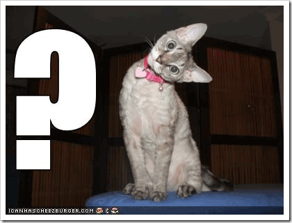 tf_funny_cats_screensaver_24297
