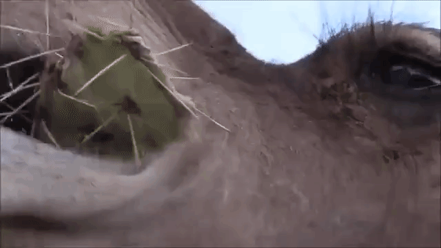 М-м-м, остренько!