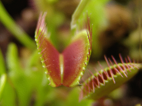 creepyplants32 Самые жуткие растения