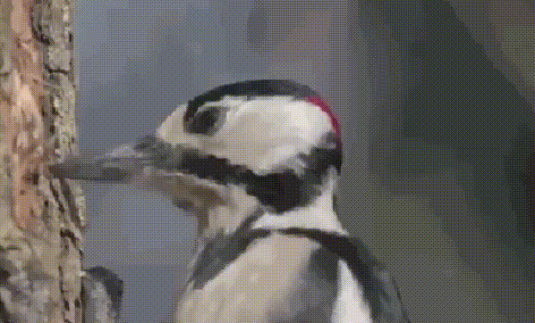 Почему дятел не получает сотрясение мозга?