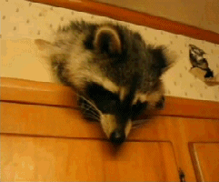 енот, Домашний, любимец