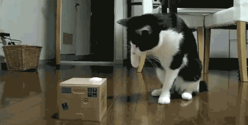 Кошка против кошки-в-коробке