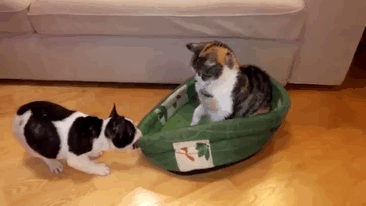 кошки забравшие кроватки у собак, кошки в собачьей кровати, кошки спят на собачьей лежанке