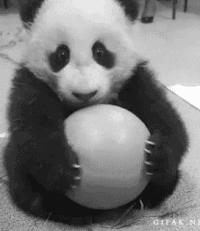 Гифка панда, животные, детеныша панды,  gif картинки, схватил, хватает, милый, маленькая панда, мяч, pandas brincando,  гиф анимация скачать бесплатно fofuras, de pandas 